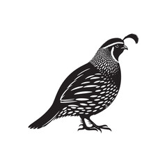 Common Quail Vector - Common Quail Silhouette - Minimalist Common Quail Illustration.