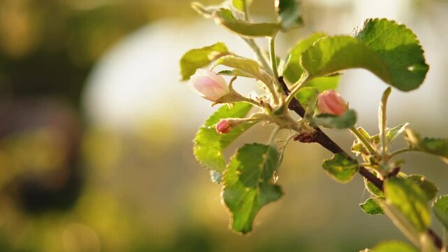 Hello spring. White pink apple blossom flowers in spring time. Flowering apple tree with sunset sun rays lights. Close up of fresh spring flowers blooming garden park. Inspirational soft floral view