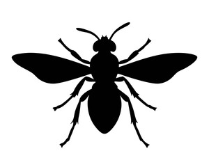 vector illustration of a Wasp