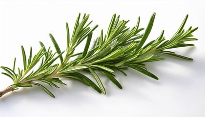 Fototapeta premium green sprig of rosemary isolated on white background