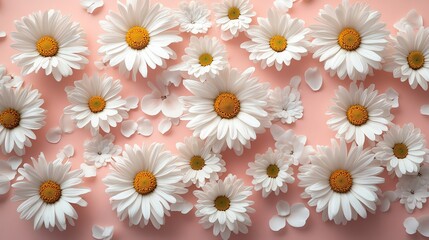 Obraz premium Beautiful flat lay composition of white daisies scatte