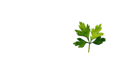 Fresh, vibrant parsley leaf.  Detailed, graphic representation of a single, detailed leaf