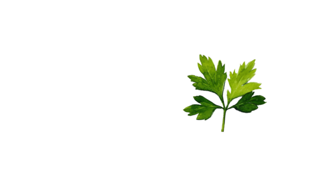 Fresh, vibrant parsley leaf.  Detailed, graphic representation of a single, detailed leaf
