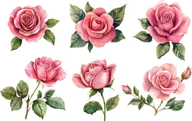 set of pink roses