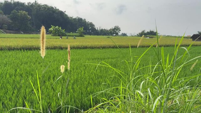 rice field in java