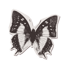 Butterfly isolated torn put paper sticker in stippling halftone collage style. Pop art illustration. Vector png.