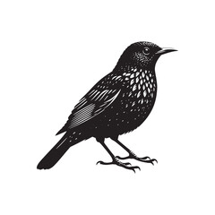 Minimalist Common blackbird Silhouette - Common blackbird Vector - Illustration of Common blackbird - Common blackbird Art.