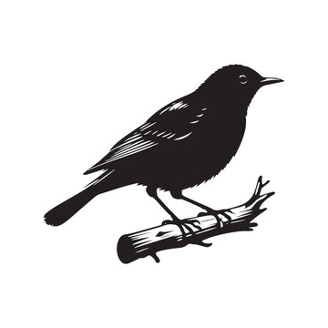 Minimalist Common blackbird Silhouette - Common blackbird Vector - Illustration of Common blackbird - Common blackbird Art.