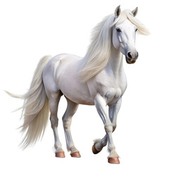 horse isolated on white