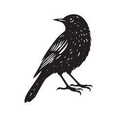 Minimalist Common blackbird Silhouette - Common blackbird Vector - Illustration of Common blackbird - Common blackbird Art.