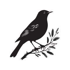 Minimalist Common blackbird Silhouette - Common blackbird Vector - Illustration of Common blackbird - Common blackbird Art.