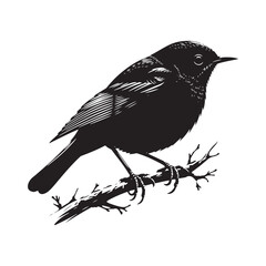 Minimalist Common blackbird Silhouette - Common blackbird Vector - Illustration of Common blackbird - Common blackbird Art.