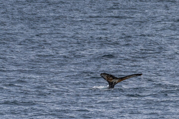 Naklejka premium Impression of the Scenery near Anvers Island, on the Antarctic Peninsula. A diving humpback whale -Megaptera novaeangliae- is shown in the foreground.