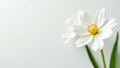 Close-up of pristine white flowers on stark white backdrop, bloom, nature
