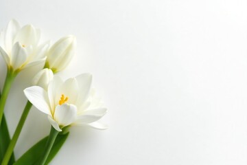 Fototapeta premium Close-up of pristine white flowers on stark white background, white backdrop, spring