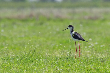 Naklejka premium Black-necked Stilt. Himantopus himantopus