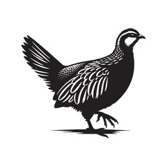 chukar Silhouette - Minimal Chukar bird vector - Chukar Bird Illustration - Chukar Bird art.