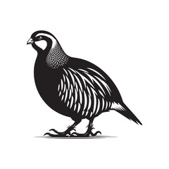 Obraz premium chukar Silhouette - Minimal Chukar bird vector - Chukar Bird Illustration - Chukar Bird art.