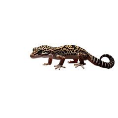 Naklejka premium Leopard Gecko Standing on Rock – Curled Tail and Textured Skin Isolated on White Background