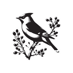 Cedar waxwing minimal Vector - Cedar waxwing Illustration - Silhouette of Cedar waxwing - Black and White Cedar waxwing art.
