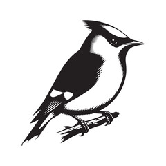 Cedar waxwing minimal Vector - Cedar waxwing Illustration - Silhouette of Cedar waxwing - Black and White Cedar waxwing art.
