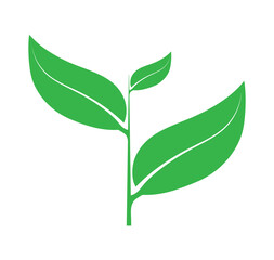 Green tea leaf with branch graphics vector design. 