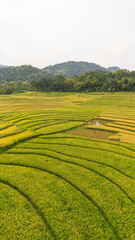 Aerial view of terraced rice fields in Kulon Progo, Yogyakarta, Indonesia