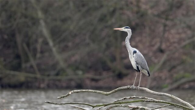 Grey Heron (Ardea cinerea) Defecates in Slow Motion