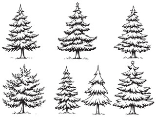Fir line art modern nature sketch minimalistic tree illustration design