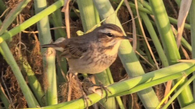 The Lanceolated Warbler