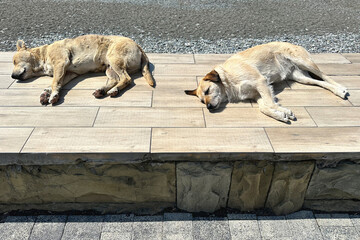Two dogs are basking in the sun, sleeping on the seashore embankment, with a pebble beach in the distance.