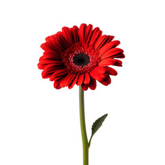 Single Red Gerbera Daisy on Transparent Background
