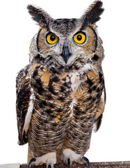 Fototapeta premium Wise Woodland Watcher