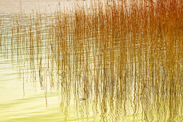 Reeds crossing the lake waves making an abstract composition in warm colours
