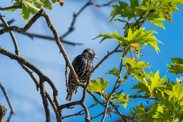 Portrait of a Common Starling in Spring Light