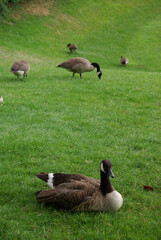 Oies bernache du Canada