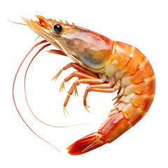 cooked shrimp isolated on white