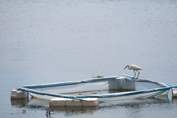 White Heron Standing on a Floating Platform in a Marshy Water Body