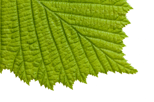 detail of the upper side of the hazelnut leaf with a pointed apex and a doubly serrated edge, with very evident veins