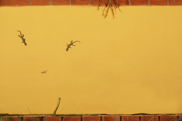 Lizards Climbing on Bright Yellow Wall with Brick Top Border