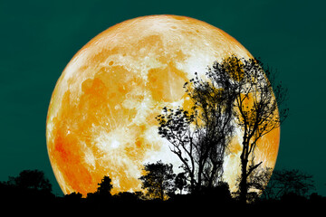 Majestic Full Moon Over Silhouetted Trees in Night Sky