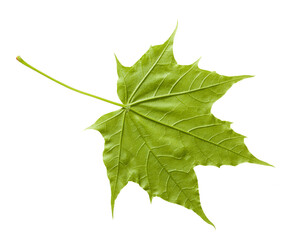 The abaxial surface of the Acer platanoides (Norway maple) leaf exhibits a slightly paler green coloration, with a matte texture compared to its upper side. The palmate venation remains prominent