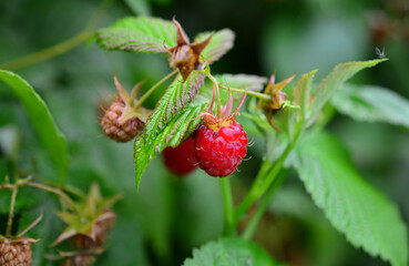some ripe raspberries hanging on the bush after rain