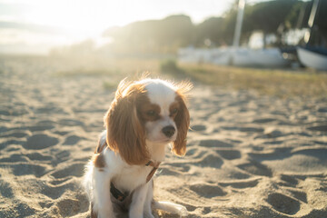 A cute Cavalier King Charles Spaniel puppy sitting on a sandy beach during sunset. The soft...