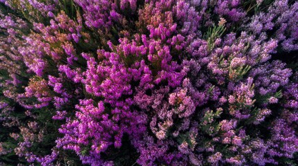 Obraz premium Vibrant heather blossoms in a field, symbolizing natures beauty and tranquility. Ideal for floral designs, landscape photography, and nature-themed backgrounds.