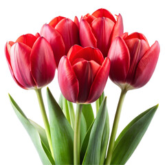 Fototapeta premium red tulips isolated on white
