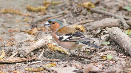 robin on the ground