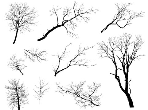 A hand-drawn dead tree is presented alongside the silhouettes of a set of bare, naked trees