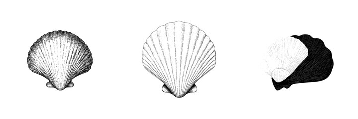 Vintage engraving of a scallop seashell in a modern hand drawn illustration style