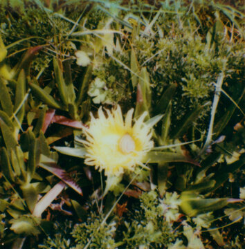 Fototapeta yellow flower in the garden